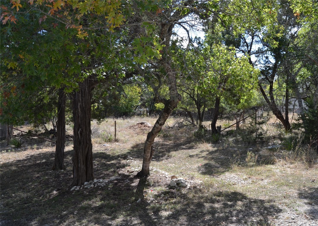 a view of a forest filled with trees