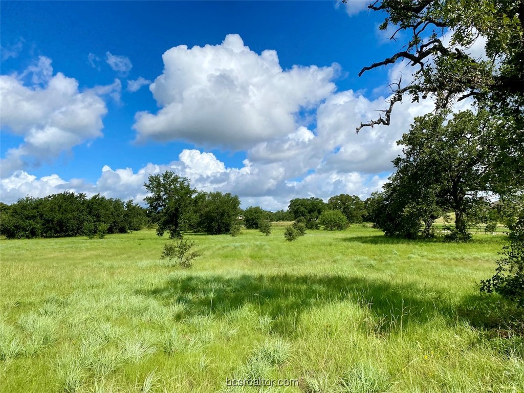 a view of a lush green space