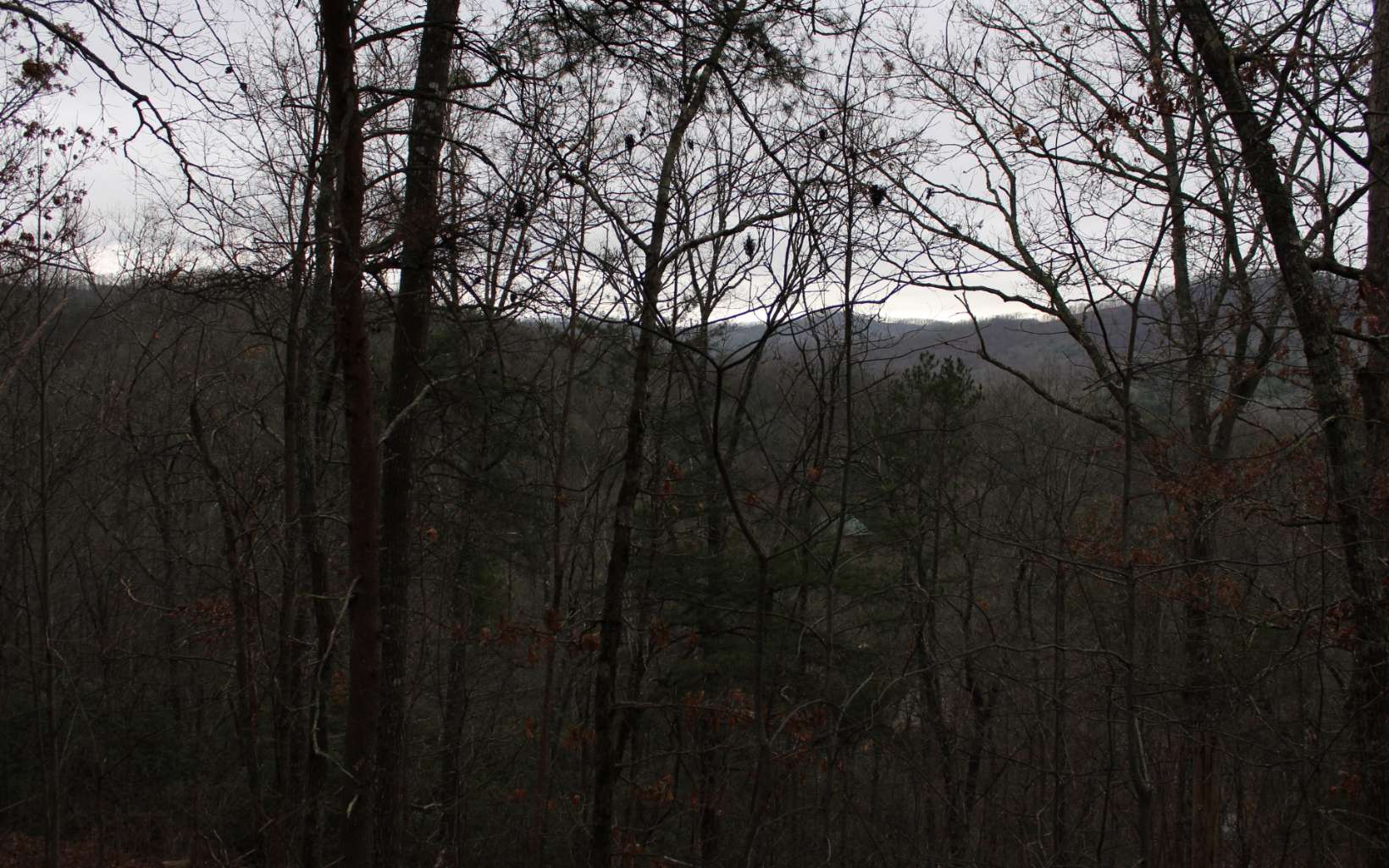 a view of trees in a forest