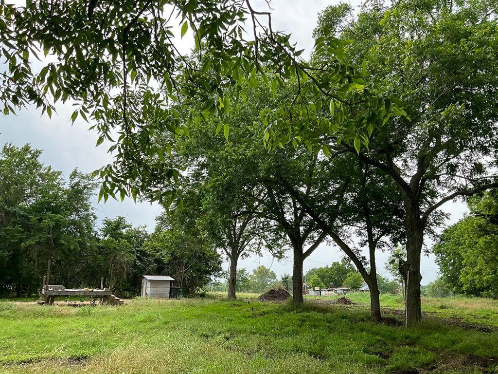 a view of a garden with trees