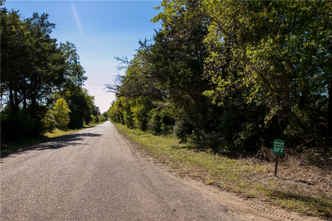 a view of a yard with plants and trees