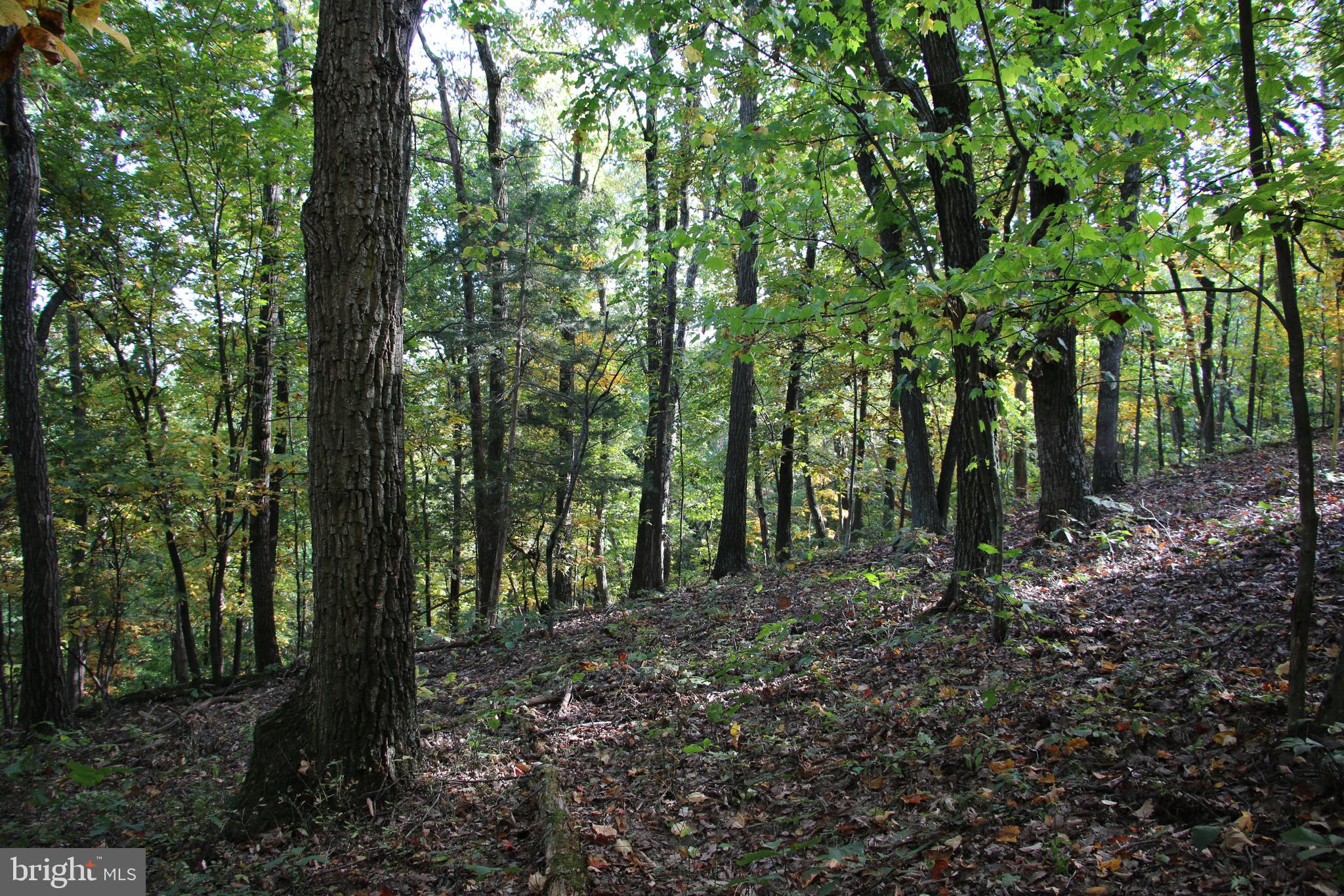 a view of forest