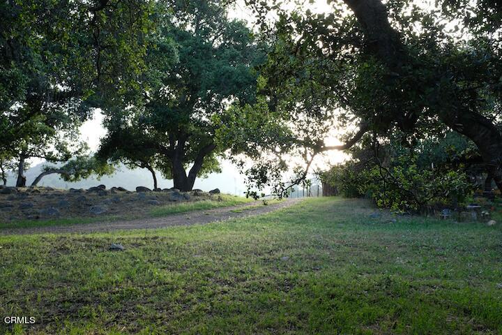 a view of a yard with a tree