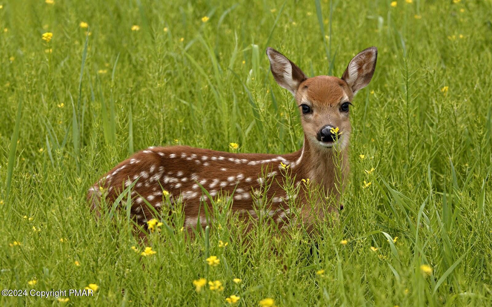 deer pictures (2)