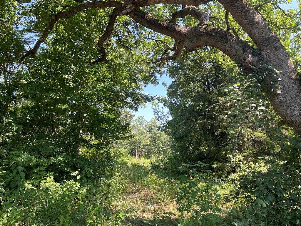 a view of a tree