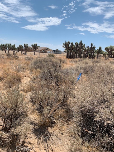 a view of a dry yard with lots of trees