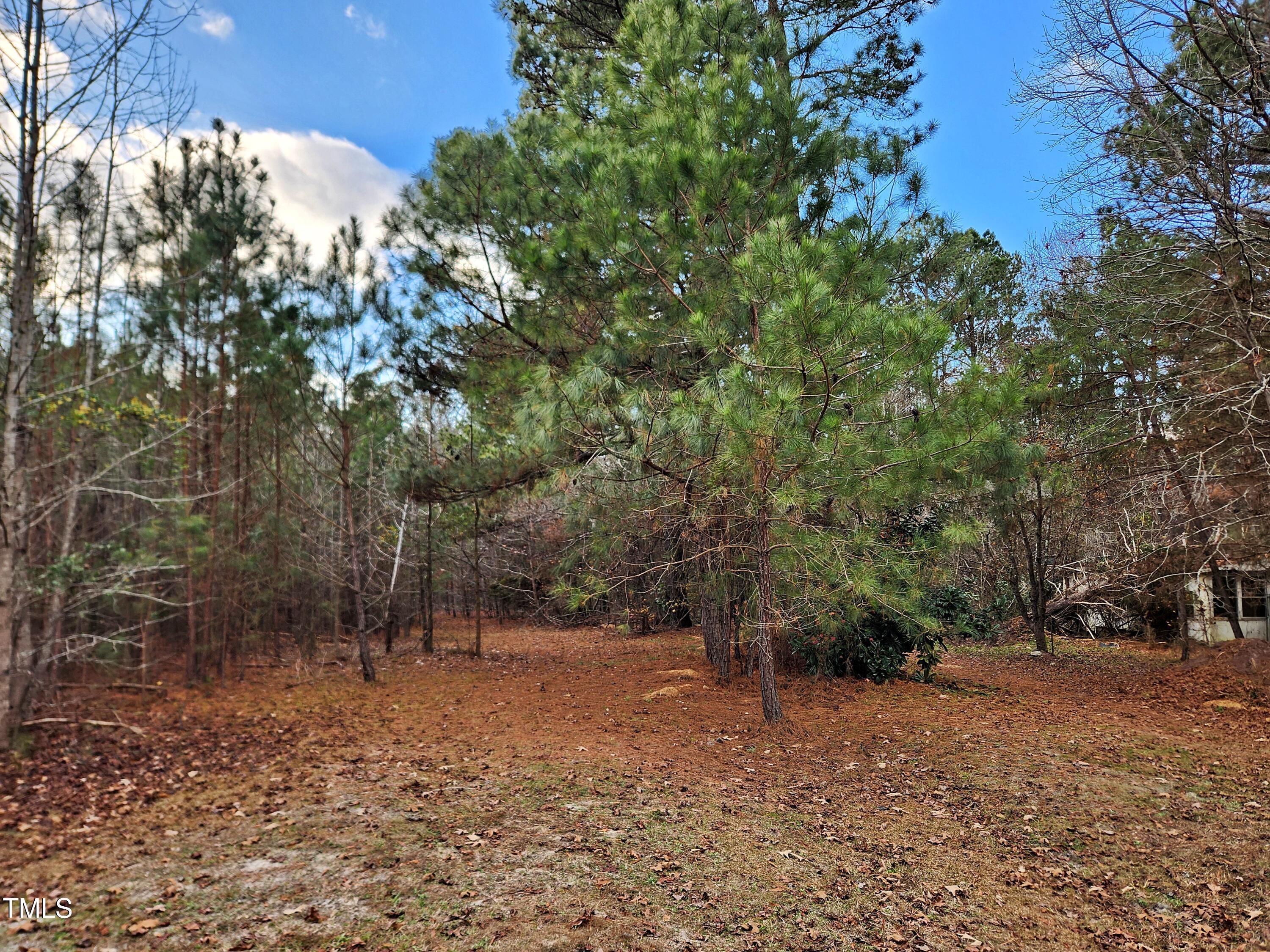 a view of a forest with trees in the background