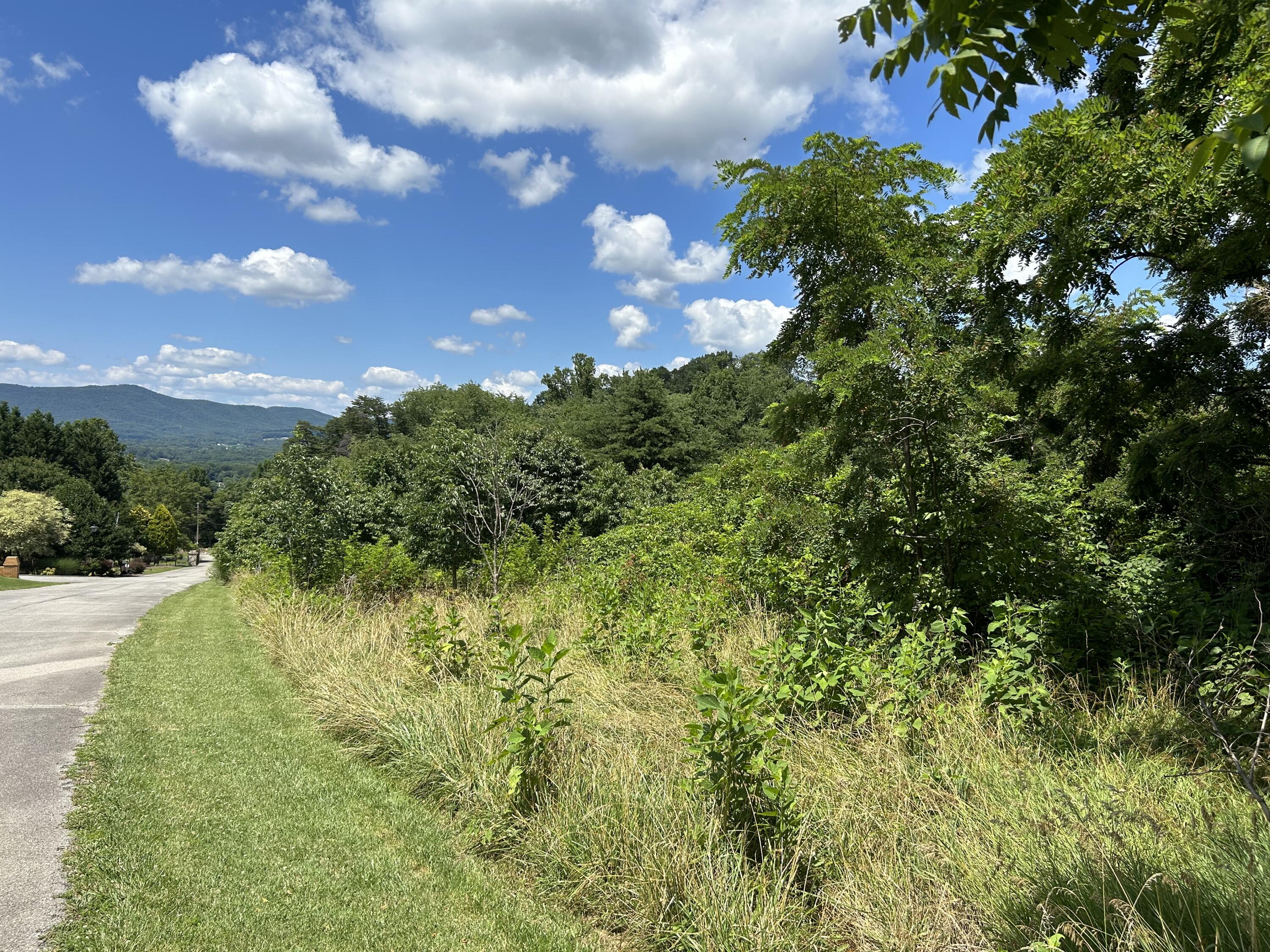 a view of a bunch of trees and bushes