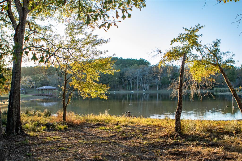 a lake view with a large tree