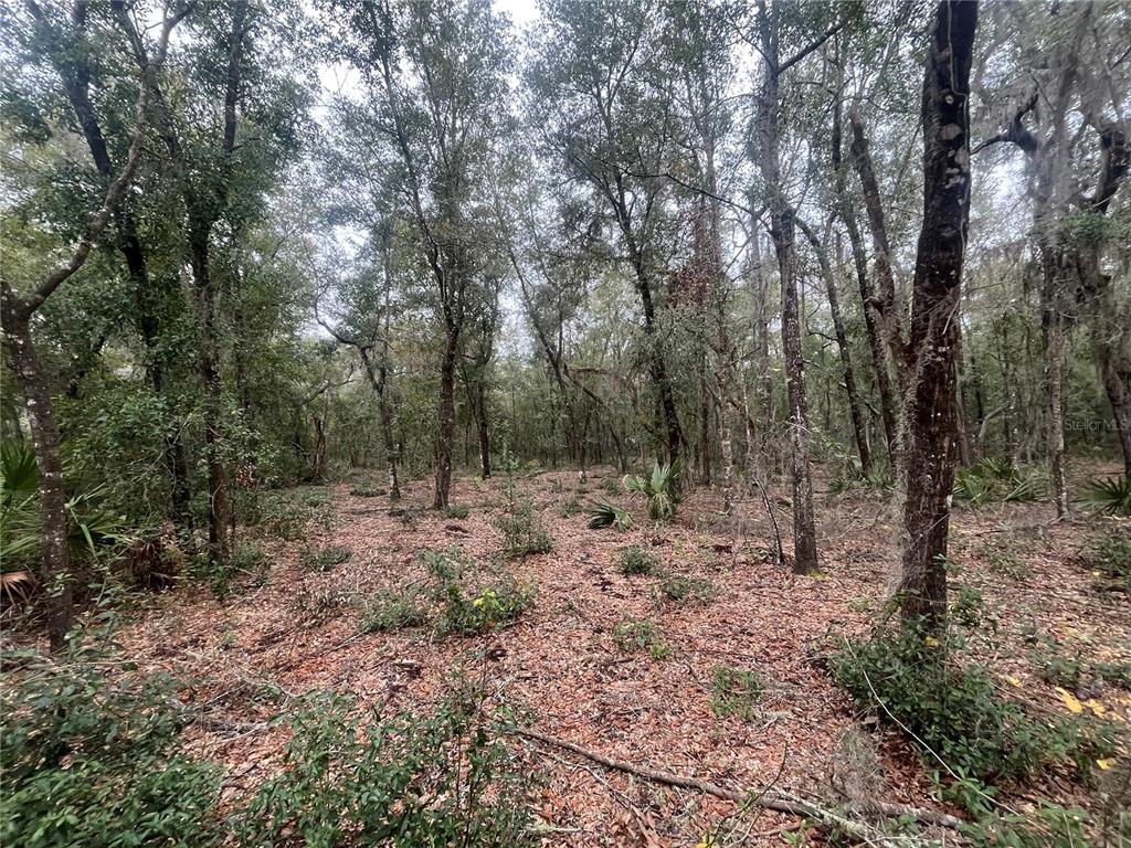 a view of a forest with trees in the background