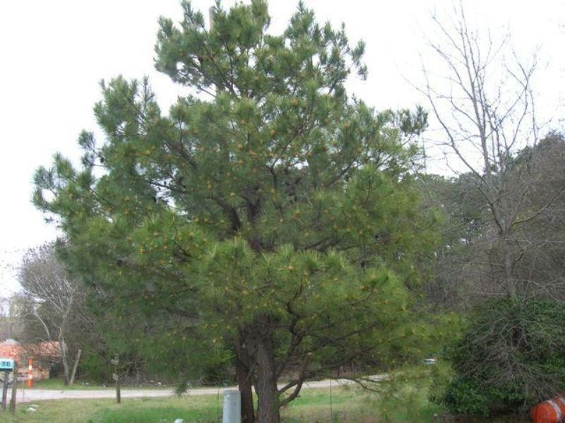 a view of a yard with a tree