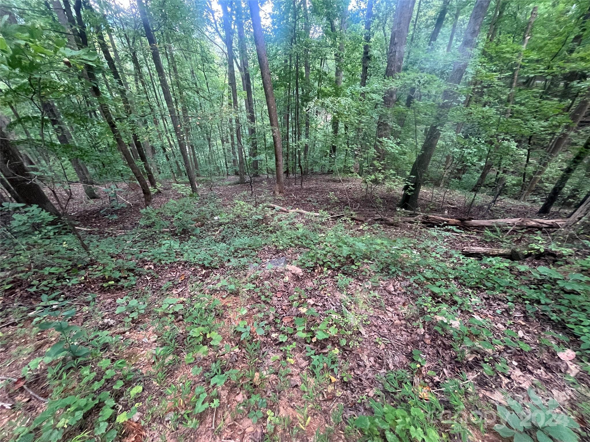 a view of a forest with trees in the background