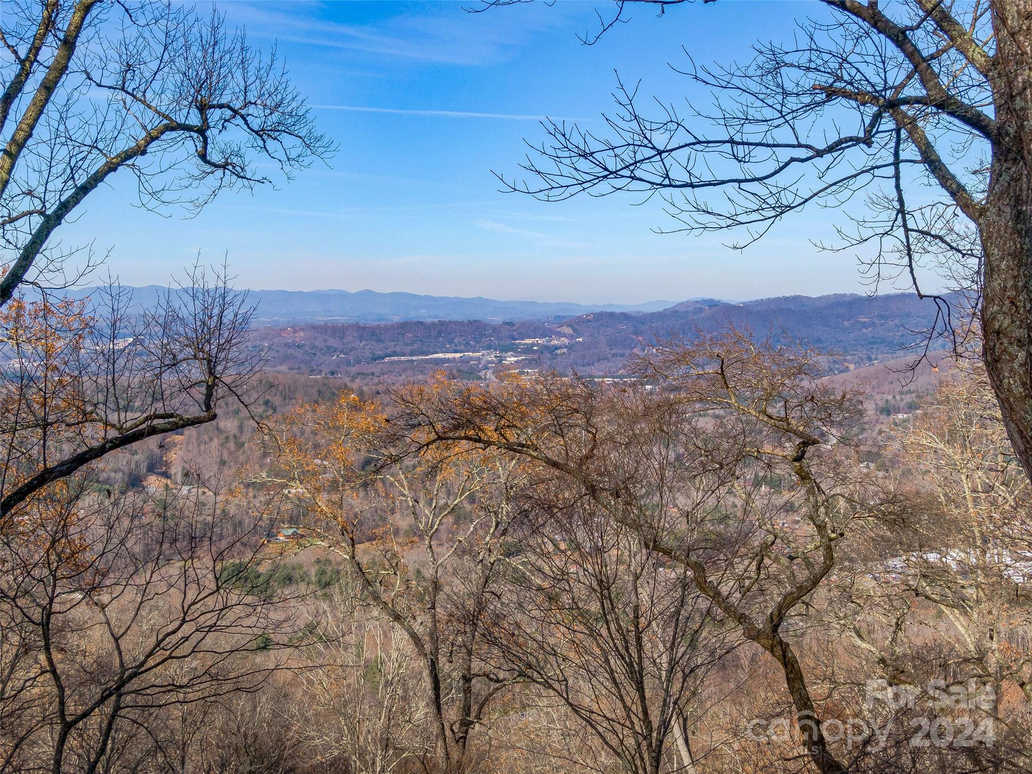 a view of a forest with a mountain in the background