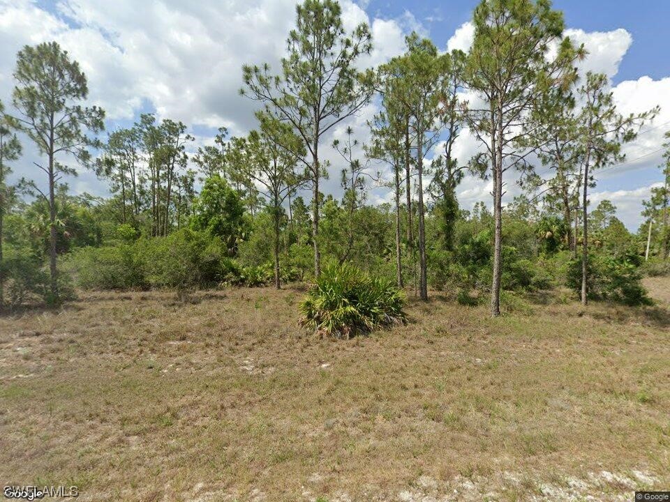 a view of a yard with plants and trees